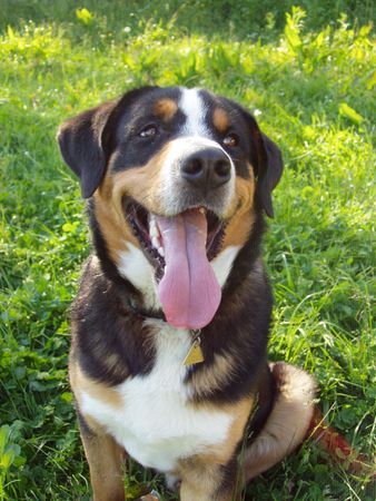 Entlebucher Sennenhund taro