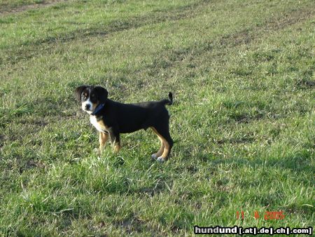 Entlebucher Sennenhund