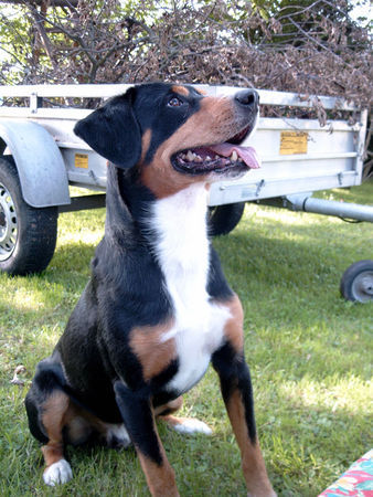 Entlebucher Sennenhund Kimba 