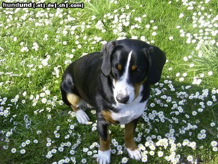 Entlebucher Sennenhund Entlebucher Sennenhund, 10 Monate