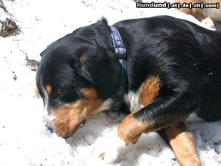 Entlebucher Sennenhund unsere Entlebucher Trudi und Emmi