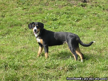 Entlebucher Sennenhund Gardi von der Joderten, genannt Käthi (7 Monate)