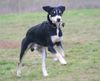 Entlebucher Sennenhund Hund