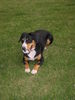 Entlebucher Sennenhund Hund