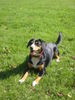 Entlebucher Sennenhund Hund