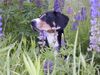 Entlebucher Sennenhund Hund