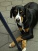 Entlebucher Sennenhund Hund