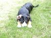 Entlebucher Sennenhund Hund