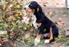 Entlebucher Sennenhund Hund