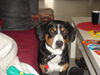 Entlebucher Sennenhund Hund