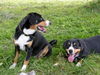 Entlebucher Sennenhund Hund