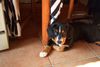 Entlebucher Sennenhund Hund