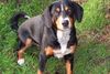 Entlebucher Sennenhund Hund