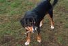 Entlebucher Sennenhund Hund