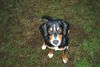 Entlebucher Sennenhund Hund