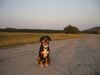 Entlebucher Sennenhund Hund