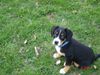 Entlebucher Sennenhund Hund