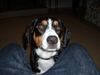 Entlebucher Sennenhund Hund