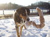 Entlebucher Sennenhund Hund