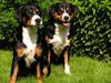 Entlebucher Sennenhund Hund