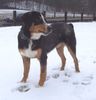 Entlebucher Sennenhund Hund