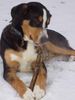 Entlebucher Sennenhund Hund