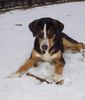 Entlebucher Sennenhund Hund