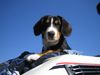 Entlebucher Sennenhund Hund