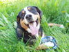 Entlebucher Sennenhund Hund