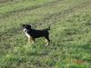 Entlebucher Sennenhund Hund