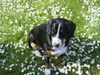 Entlebucher Sennenhund Hund