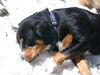 Entlebucher Sennenhund Hund