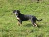 Entlebucher Sennenhund Hund