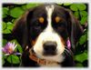 Entlebucher Sennenhund Hund