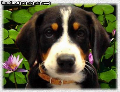 Entlebucher Sennenhund Entlebucher Sennenhund, 10 Wochen