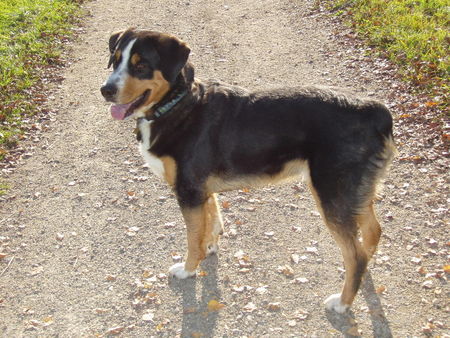 Entlebucher Sennenhund taro