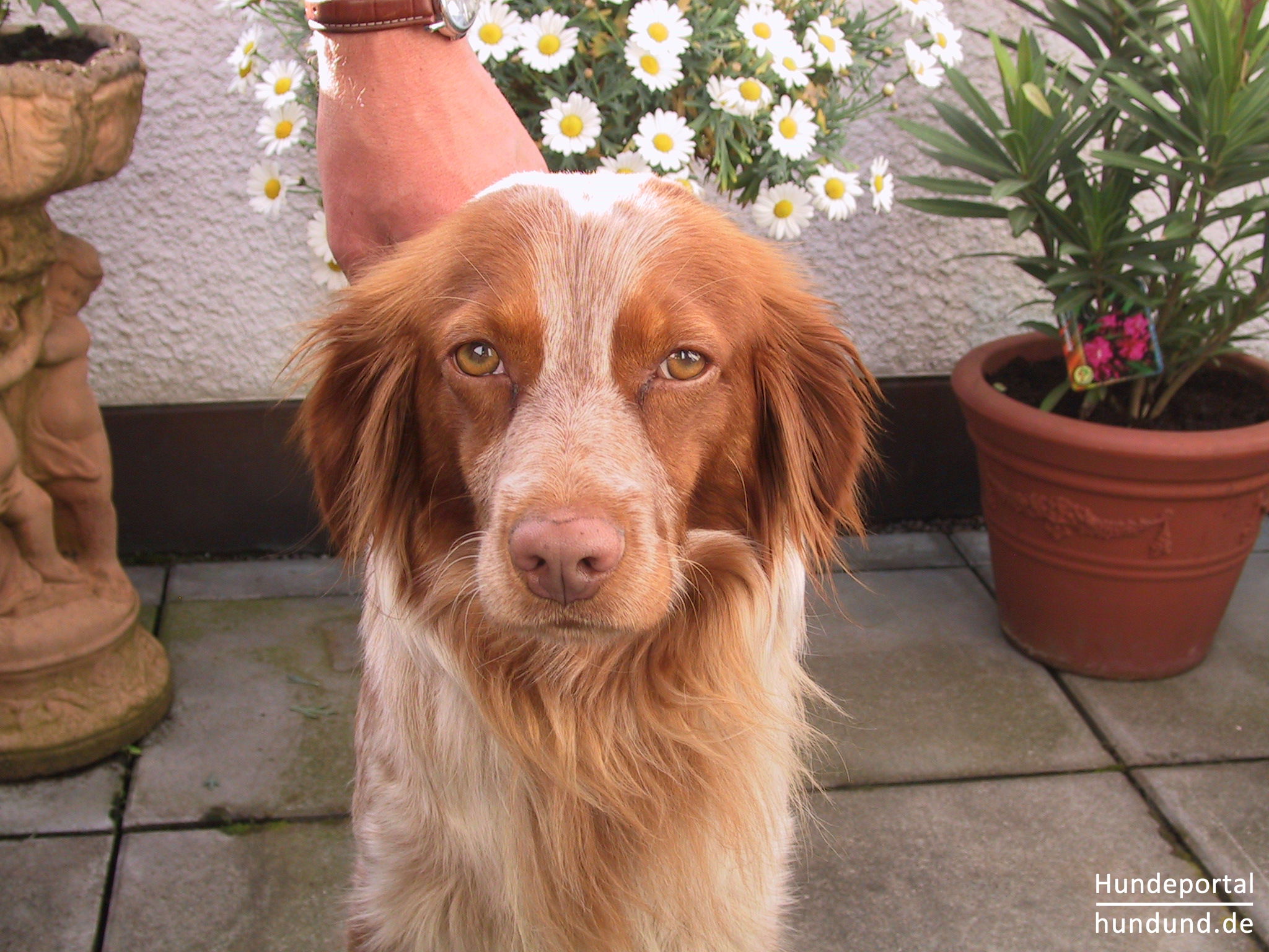 Epagneul Breton, BretonenSpaniel, BrittanySpaniel Foto 24650 hundund.de