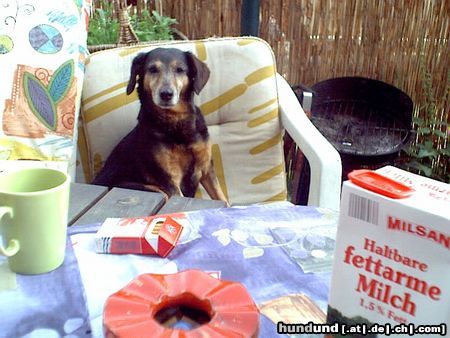 Epagneul Breton Wann giebt es endlich kaffee