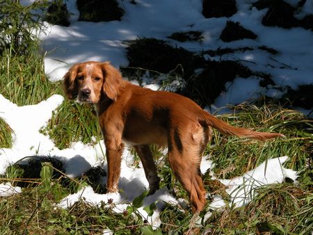 Epagneul Breton Hira im Schnee