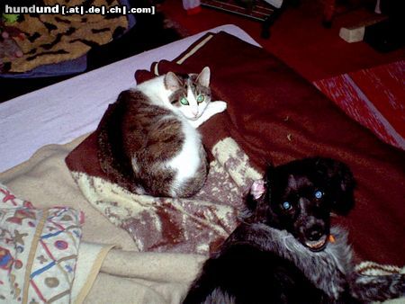 Epagneul Breton Strolch mit seiner katze am schlafen