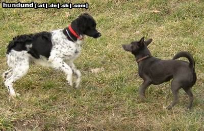 Epagneul Breton Louis and Lucy playing