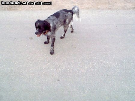 Epagneul Breton bin ein fundhund aus spanien was bin ich?