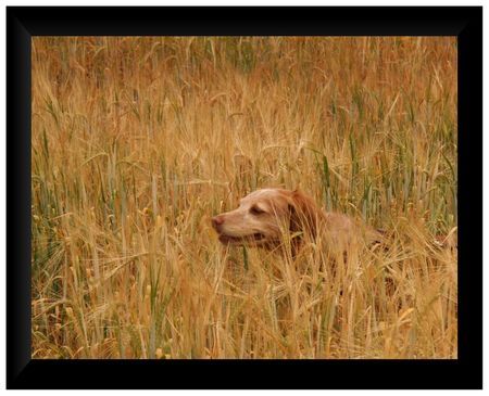 Epagneul Breton Epagneul Breton im Feld