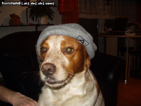 Epagneul Breton Das ist unser Pascha , wir haben Ihn in Quimper/Frankreich auf dem Markt gekauft. 