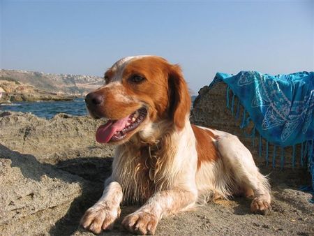 Epagneul Breton Paco an der Playa Azul