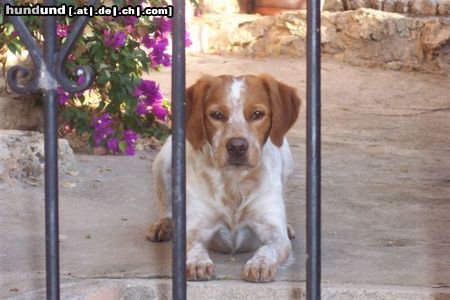 Epagneul Breton Der Breton als Wachhund !