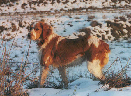 Epagneul Breton Sissi, 18 Monate, im Schnee