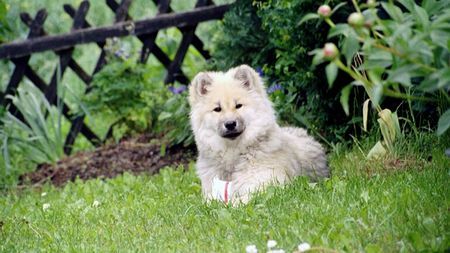 Eurasier Eurasier Hündin Anukis beim Naschen