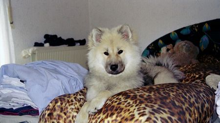 Eurasier Eurasier Anuiks 7 Monate