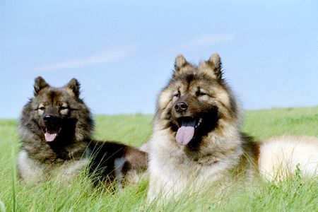 Eurasier Ouyazhou Xiao Lang  und Pengyou Suying vom Traventhal